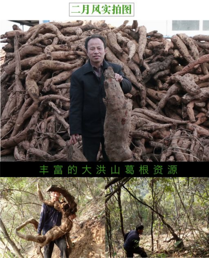 野生葛根采挖.png