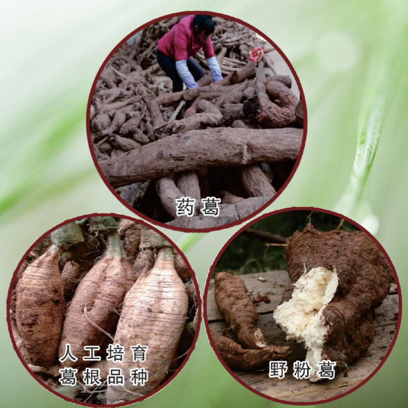 1768382312206193.png 葛根的分布_副本.png