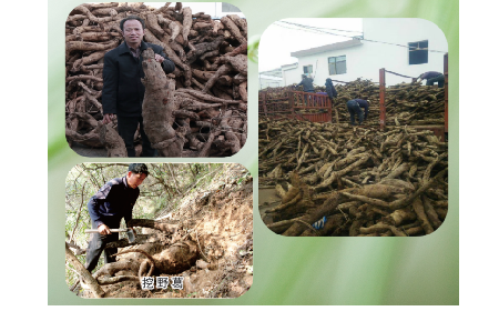 一勺野生葛根粉里的「古今對(duì)話」，從古籍記載到現(xiàn)代餐桌的清涼傳承