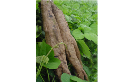 吃了這么多年的野生葛根粉，你吃對了嗎？