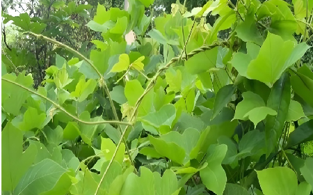 七夕寵妻狂魔就選它！二月風(fēng)雙有機野生葛根粉，健康又有文化味 