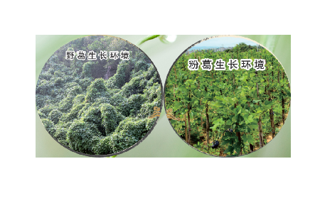 高學歷養(yǎng)生黨親測：這款雙有機野生葛根粉，憑什么成日常優(yōu)選？?