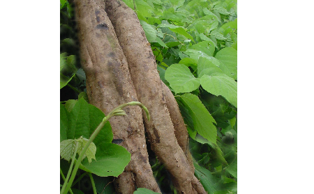 長期吃葛粉是養(yǎng)生還是傷身？科學(xué)解讀它的三大益處，讓你吃得更明白！