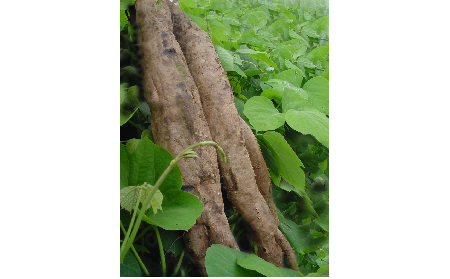 正宗的野生葛根粉，本質是淀粉嗎？探秘千年本草中的自然饋贈