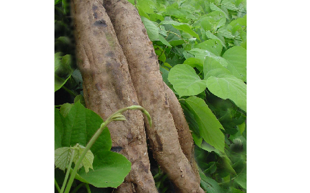 葛粉是什么？解鎖這份藏著千年文化與養(yǎng)生智慧的天然食材