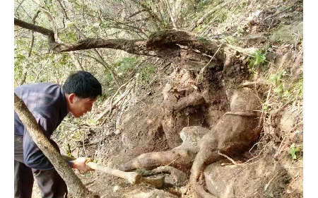 藏在隨州深山里的自然饋禮：二月風(fēng)有機野生葛根粉，守護孩子純粹成長