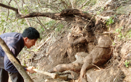 深山藏珍，二月風(fēng)正在大量收購(gòu)寒冬野生葛根