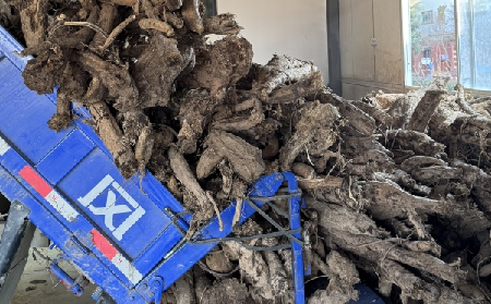 霜降采葛正當(dāng)時(shí)！二月風(fēng)大量收購(gòu)霜降葛根，以匠心護(hù)品質(zhì)、以產(chǎn)業(yè)助增收